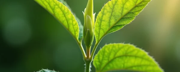 ashwagandha-quels-effets-prouves-sur-l-anxiete-et-l-energie